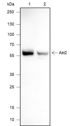Anti-AKT2 Mouse mAb
