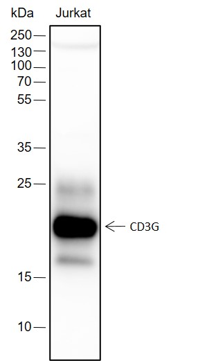 Anti-CD3 gamma Rabbit mAb