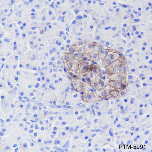 Anti-CD99 Rabbit mAb