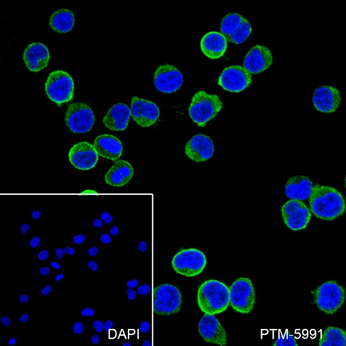 Anti-CD99 Rabbit mAb