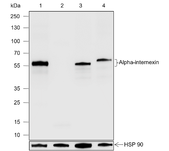 Anti-alpha-Internexin Rabbit pAb