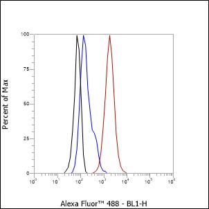 Anti-alpha-Internexin Rabbit pAb