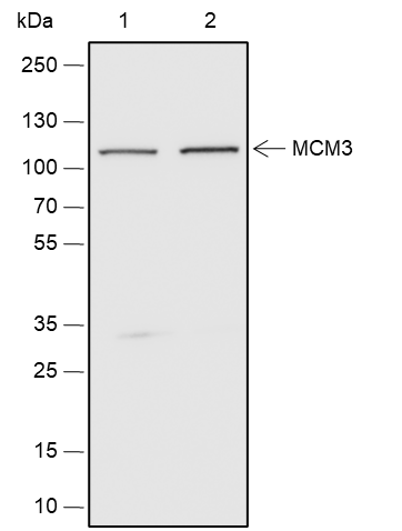 Anti-MCM3 Rabbit pAb