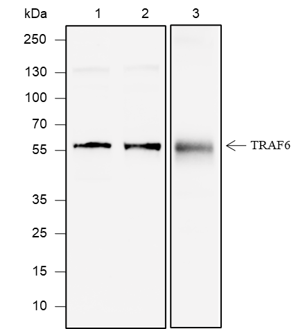 Anti-TRAF6 Rabbit mAb