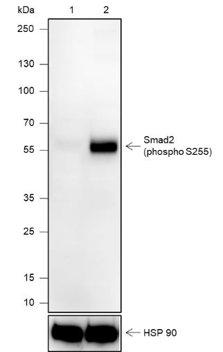 Anti-Phospho-Smad2 (Ser255) Rabbit mAb