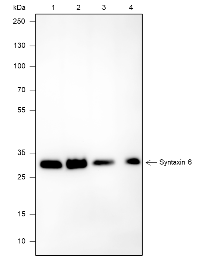 Anti-Syntaxin 6 Rabbit mAb