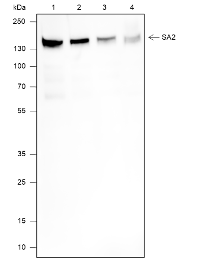 Anti-SA2 Rabbit mAb