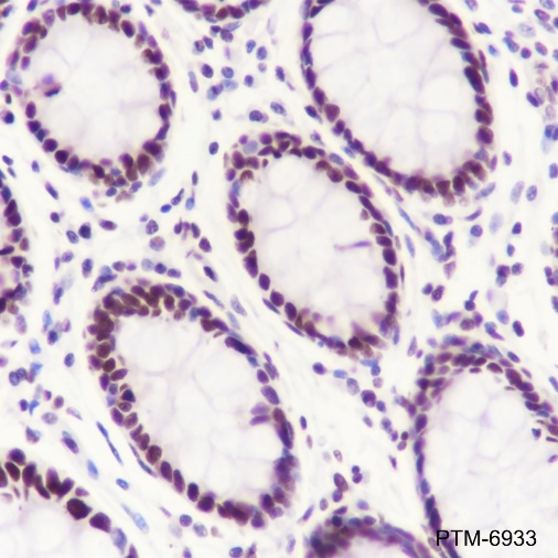 Anti-SA2 Rabbit mAb