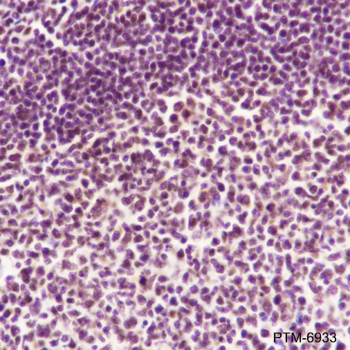 Anti-SA2 Rabbit mAb