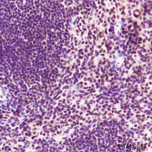 Anti-SA2 Rabbit mAb