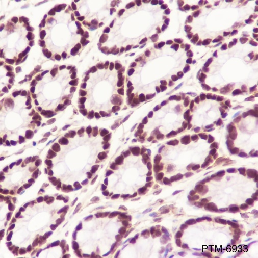 Anti-SA2 Rabbit mAb