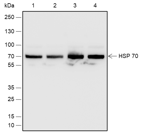 Anti-HSP70 Rabbit pAb
