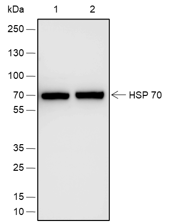 Anti-HSP70 Rabbit pAb