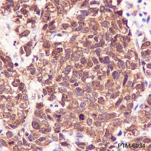 Anti-HSP70 Rabbit pAb