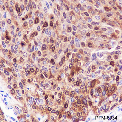 Anti-HSP70 Rabbit pAb
