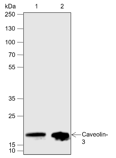 Anti-Caveolin-3 Rabbit mAb