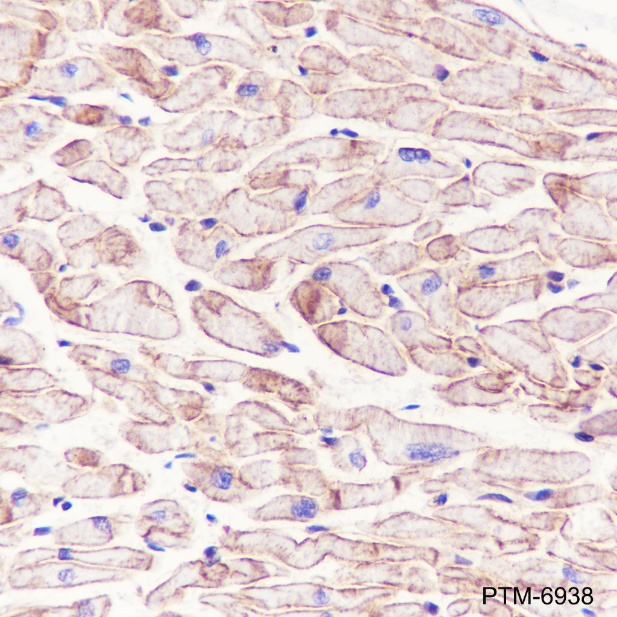 Anti-Caveolin-3 Rabbit mAb