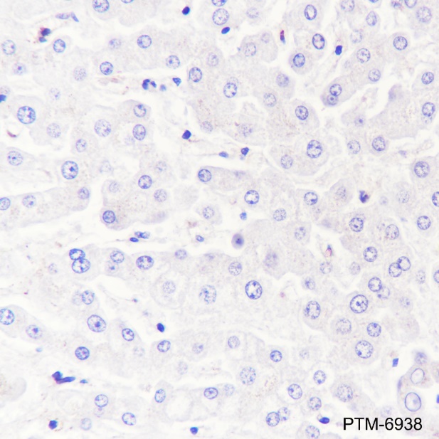 Anti-Caveolin-3 Rabbit mAb