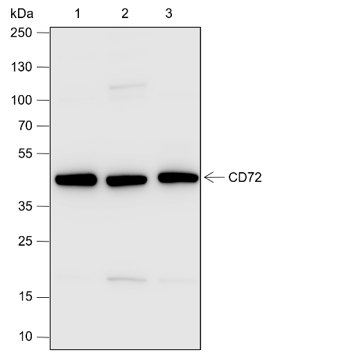 Anti-CD72 Rabbit mAb