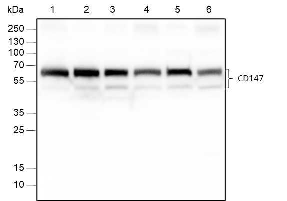 Anti-CD147 Rabbit mAb