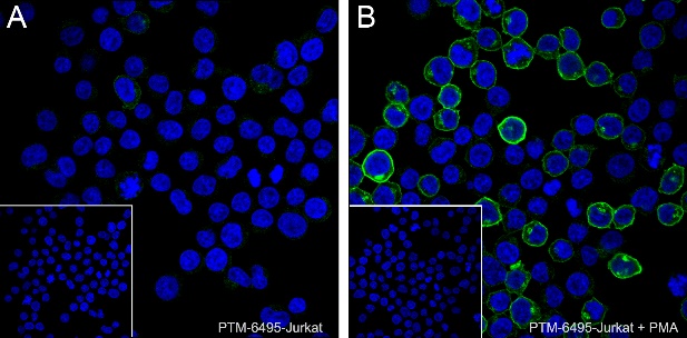 Anti-CD69 Mouse mAb