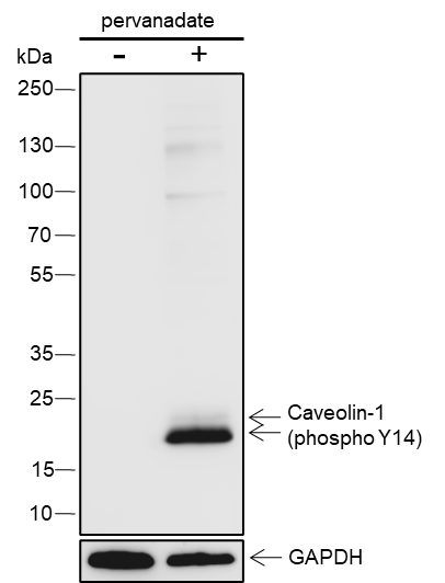 Anti-Phospho-Caveolin-1 (Tyr14) Rabbit pAb