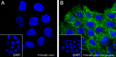 Anti-Phospho-Caveolin-1 (Tyr14) Rabbit pAb