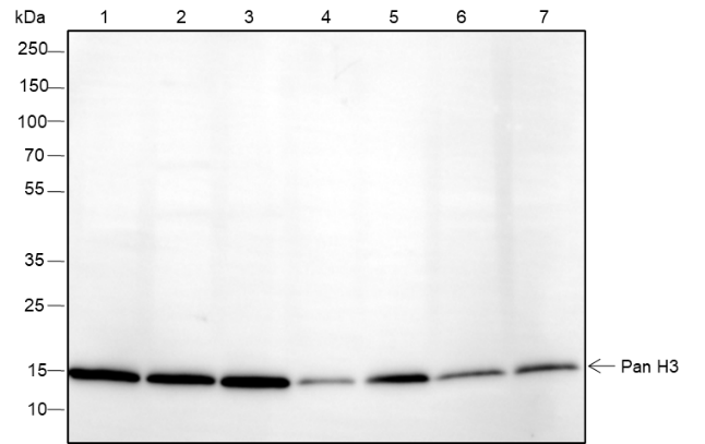 Anti-Histone H3 Rabbit mAb
