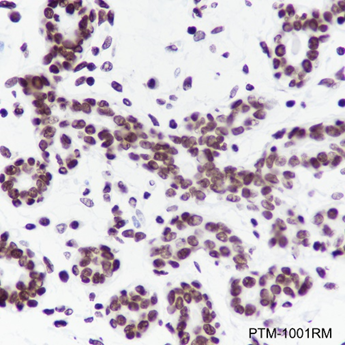 Anti-Histone H3 Rabbit mAb