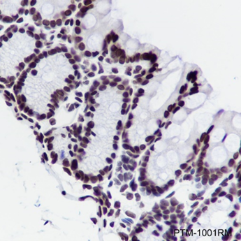 Anti-Histone H3 Rabbit mAb