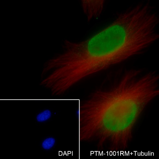 Anti-Histone H3 Rabbit mAb