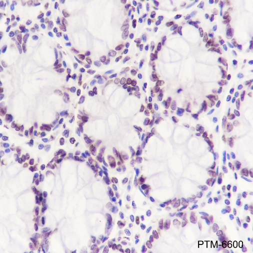 Anti-Histone H3 Rabbit mAb