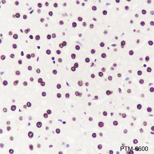 Anti-Histone H3 Rabbit mAb