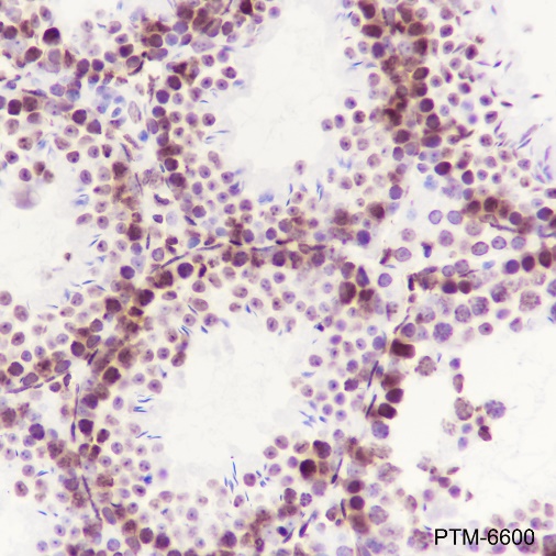 Anti-Histone H3 Rabbit mAb