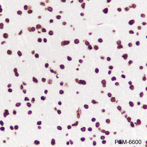 Anti-Histone H3 Rabbit mAb