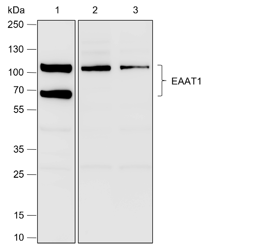 Anti-EAAT1 Rabbit mAb