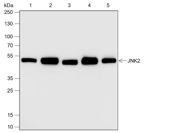 Anti-JNK2 Rabbit mAb