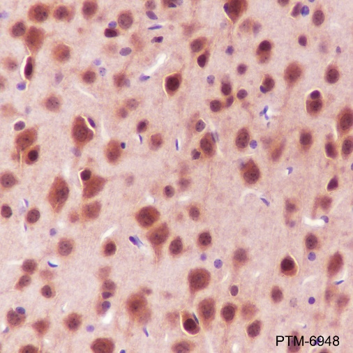 Anti-JNK2 Rabbit mAb