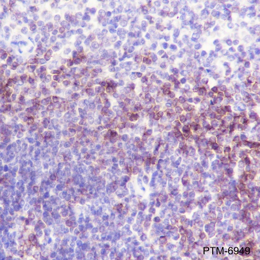 Anti-Lck Rabbit mAb