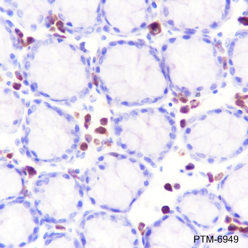 Anti-Lck Rabbit mAb