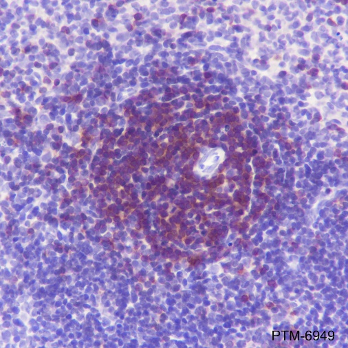 Anti-Lck Rabbit mAb