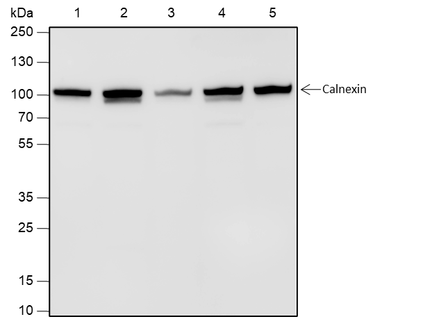 Anti-Calnexin Rabbit mAb