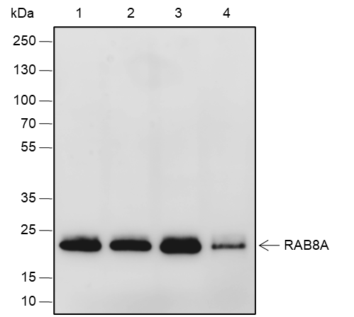 Anti-Rab8A Rabbit mAb