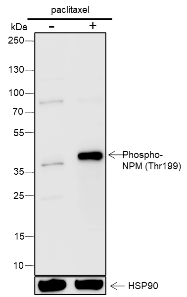 Anti-Phospho-NPM1 (Thr199) Rabbit pAb