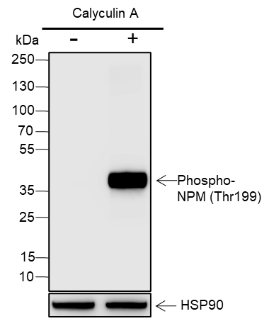 Anti-Phospho-NPM1 (Thr199) Rabbit pAb