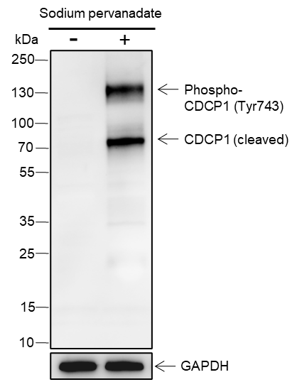 Anti-Phospho-CDCP1 (Tyr743) Rabbit pAb
