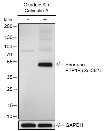 Anti-Phospho-PTP1B (Ser352) Rabbit pAb