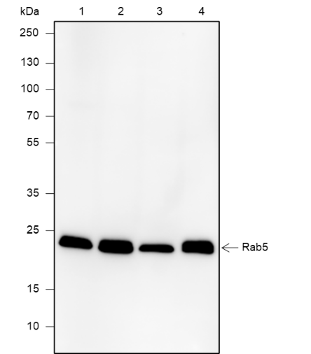 Anti-Rab5A Rabbit mAb