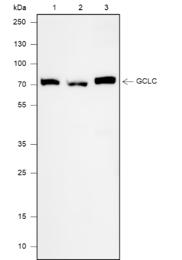 Anti-GCLC Rabbit mAb