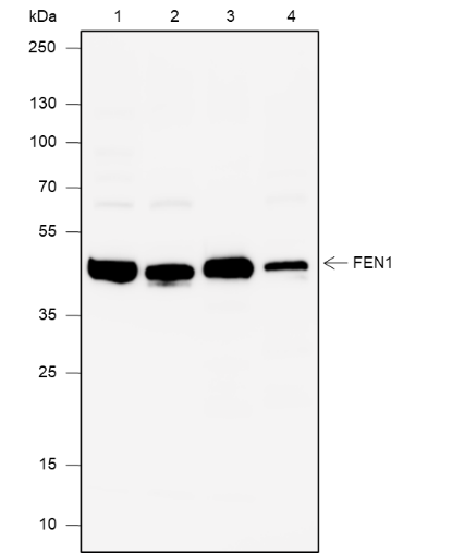 Anti-FEN1 Rabbit mAb